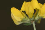 Bird's-foot trefoil